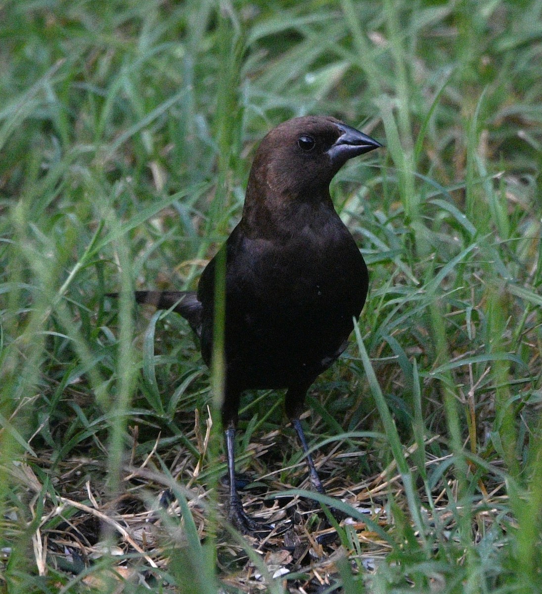 Brown-headed Cowbird - ML638737109