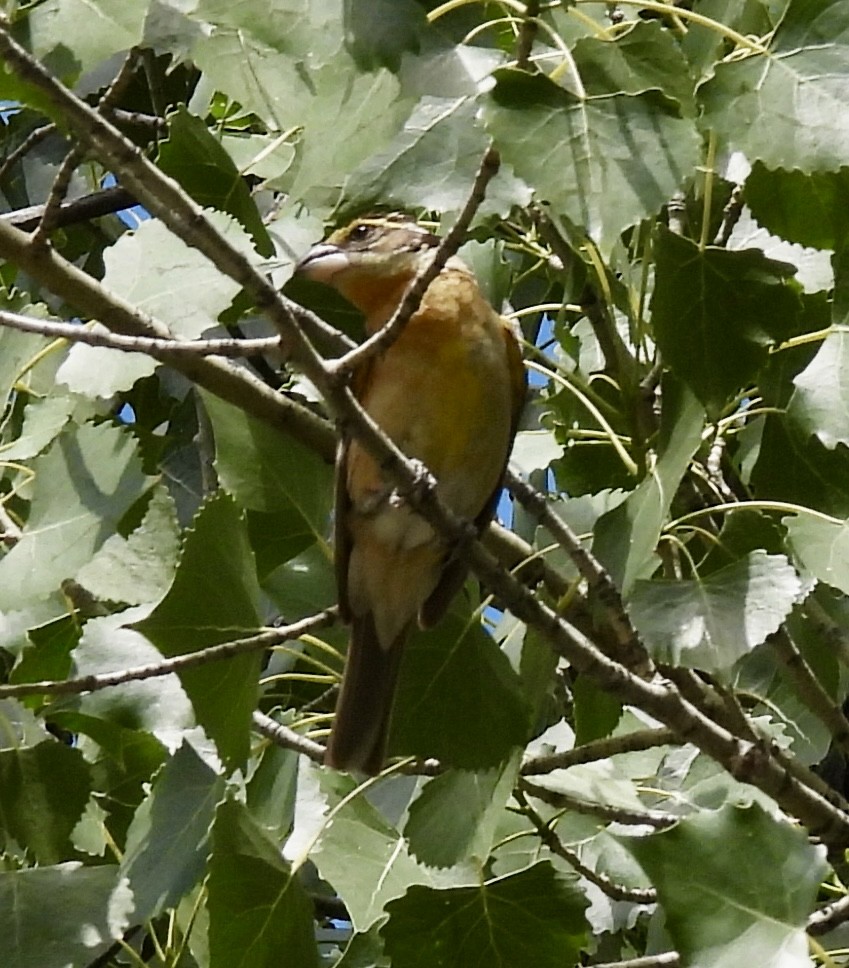 Black-headed Grosbeak - ML638737112