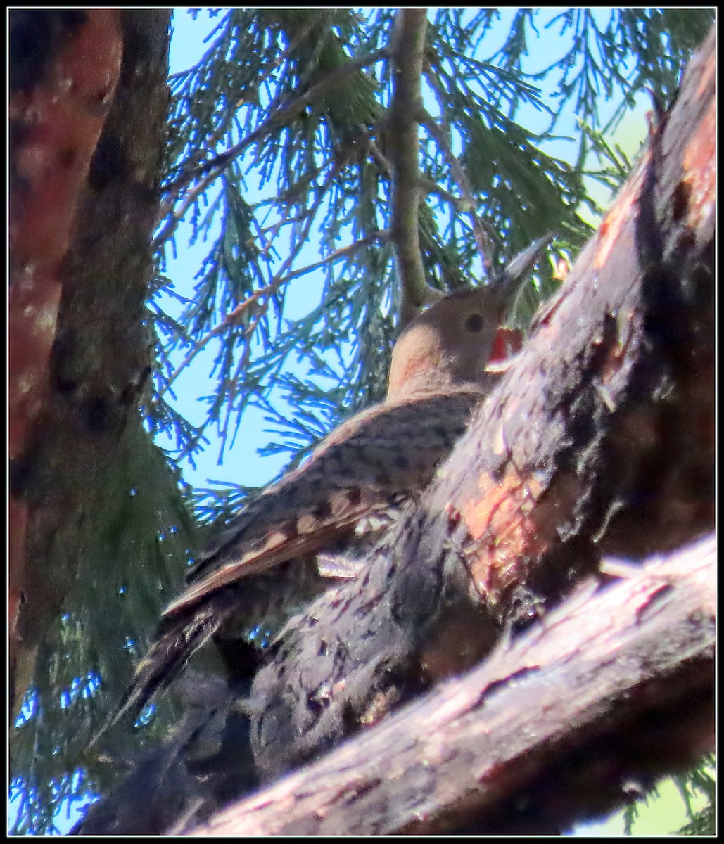 Northern Flicker - ML638737115