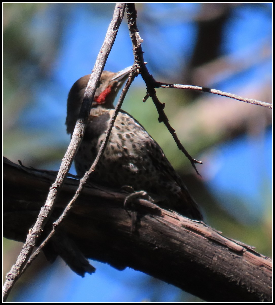 Northern Flicker - ML638737118