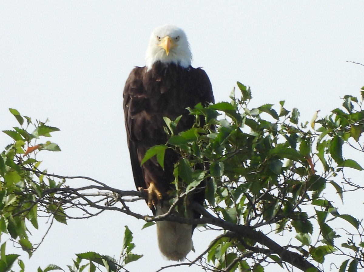 Bald Eagle - ML638737119