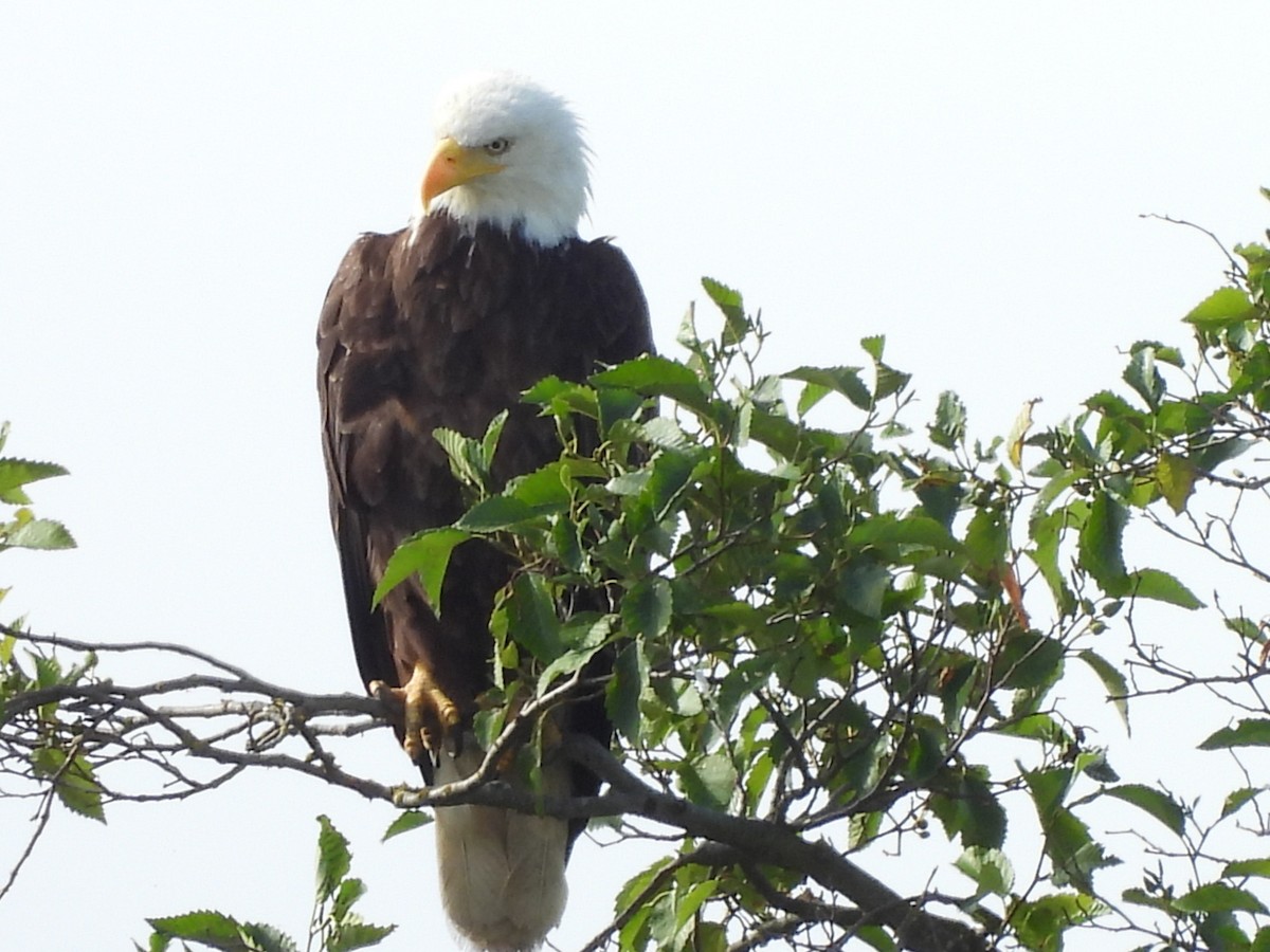 Bald Eagle - ML638737120
