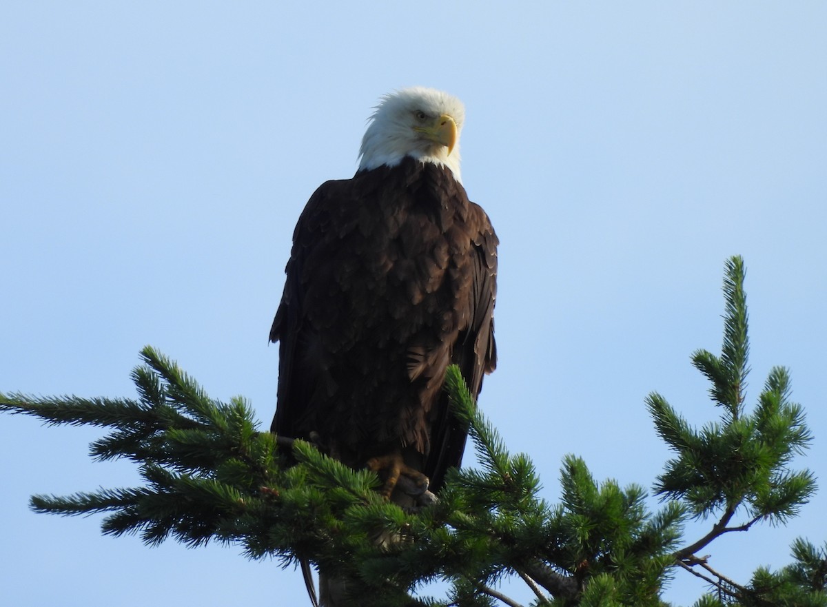 Bald Eagle - ML638737121