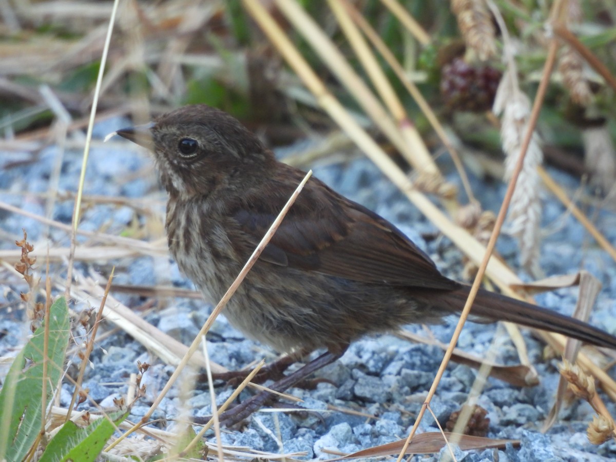 Song Sparrow - ML638737139