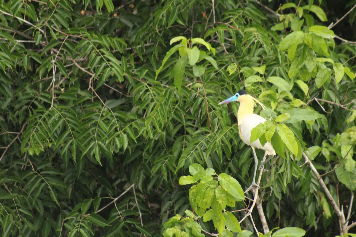 Capped Heron - ML638737150