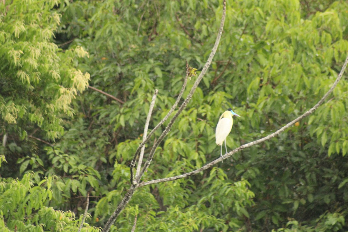 Capped Heron - ML638737151
