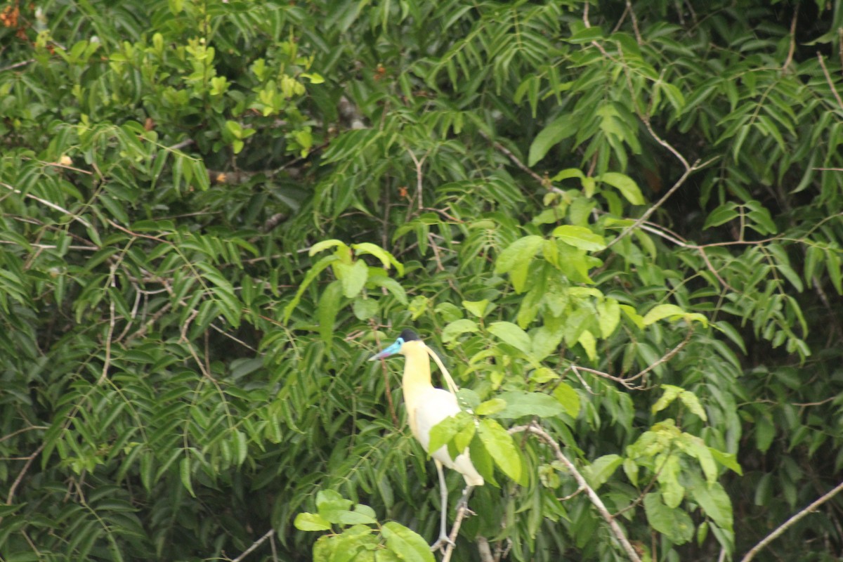 Capped Heron - ML638737152