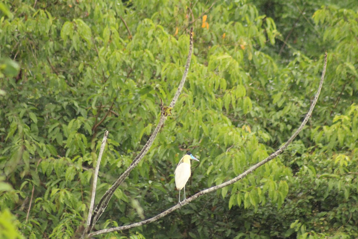 Capped Heron - ML638737154