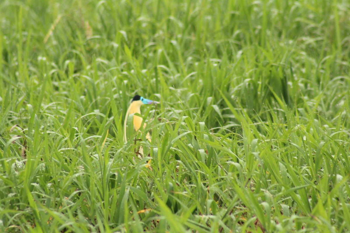 Capped Heron - ML638737155