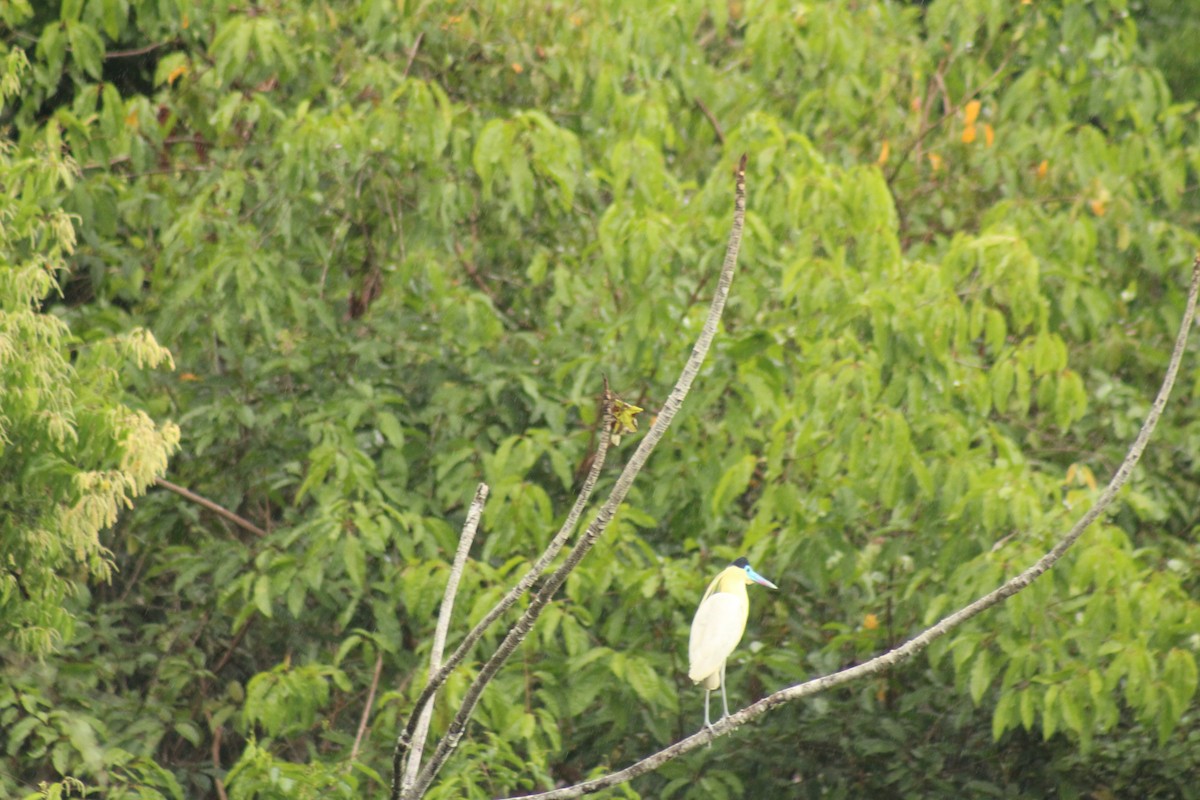 Capped Heron - ML638737156