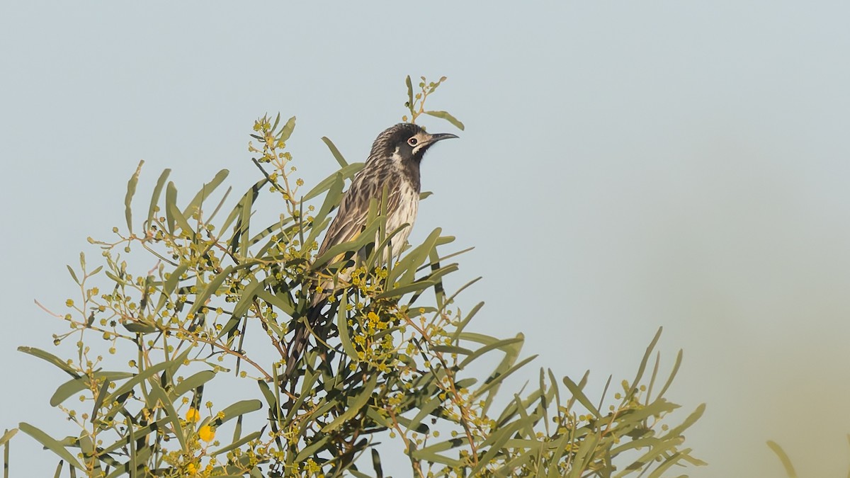 White-fronted Honeyeater - ML638737162