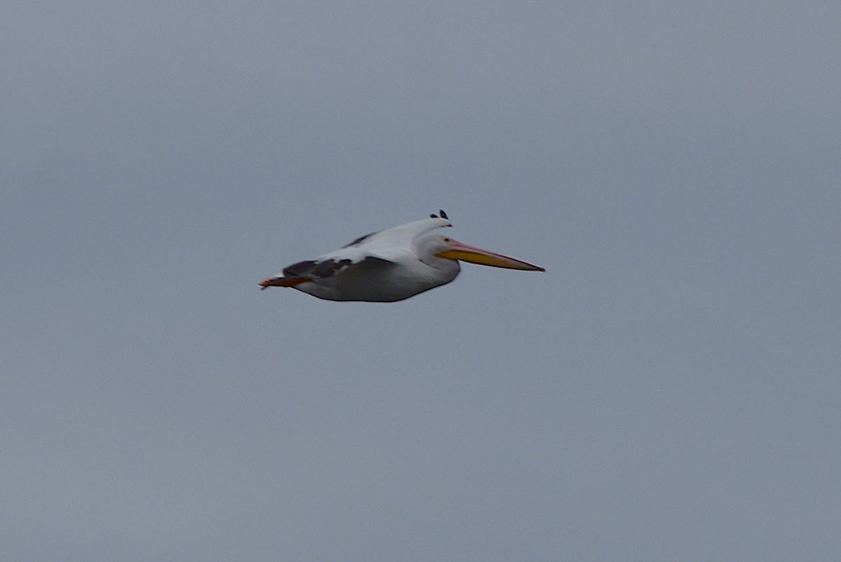 American White Pelican - ML638737168