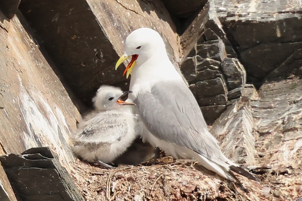 Black-legged Kittiwake - ML638737170