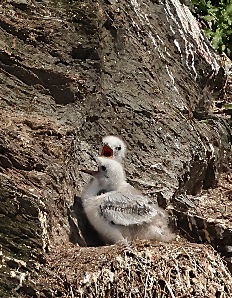 Black-legged Kittiwake - ML638737171