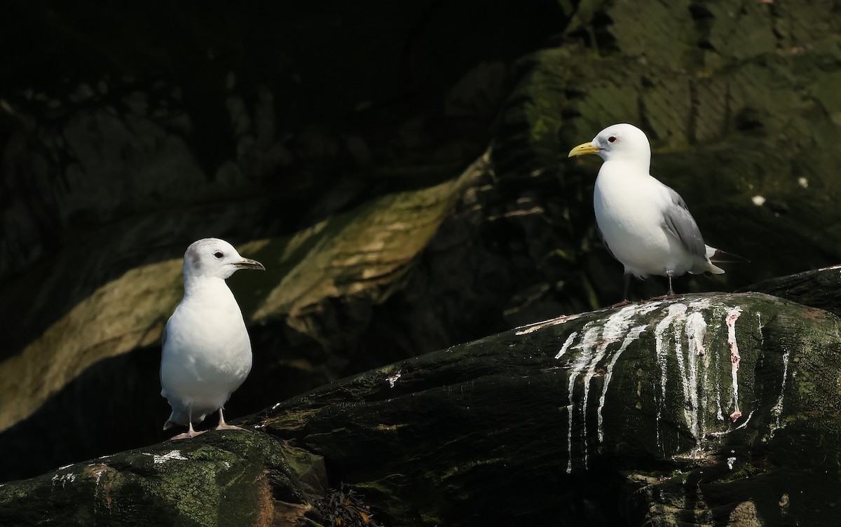 Black-legged Kittiwake - ML638737172