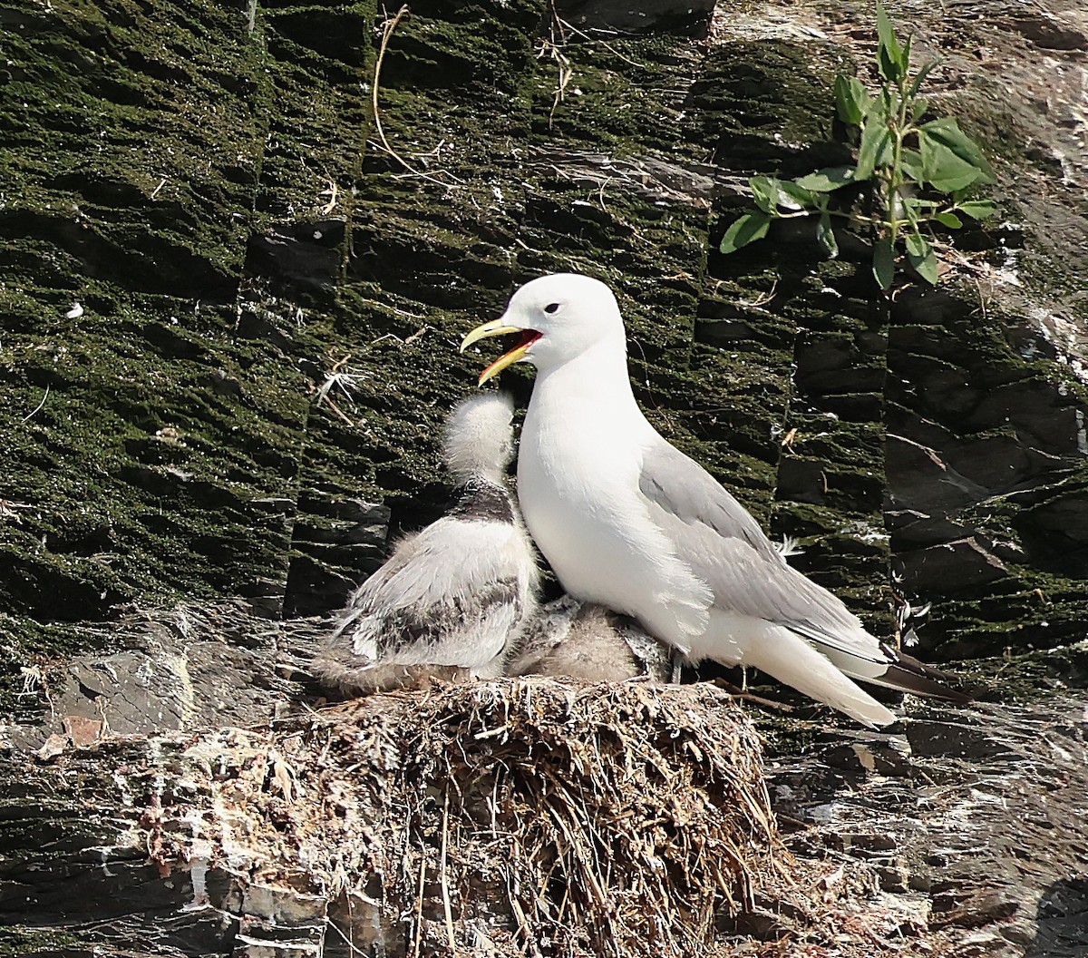 Black-legged Kittiwake - ML638737173