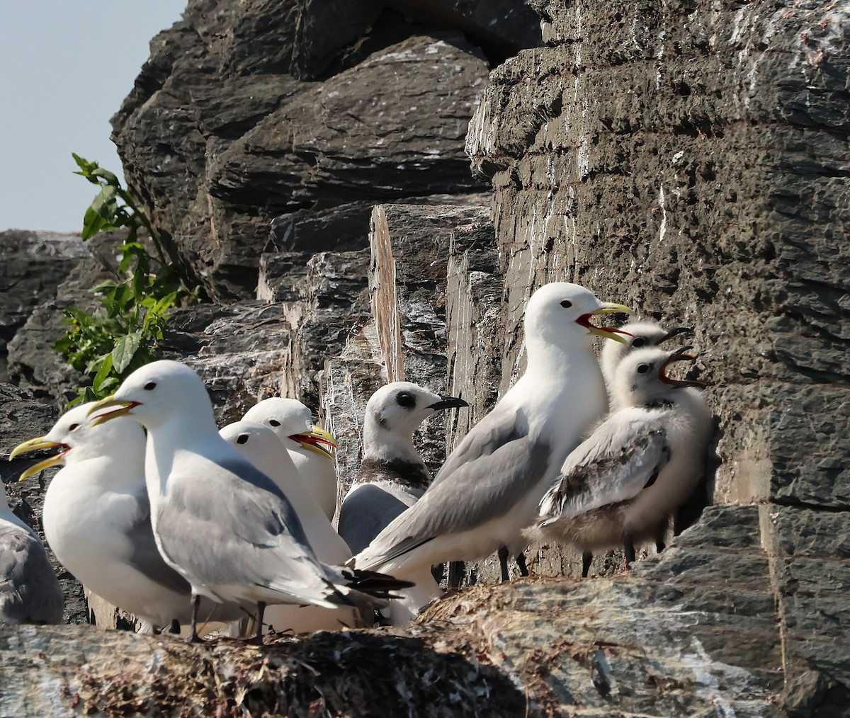 Black-legged Kittiwake - ML638737174