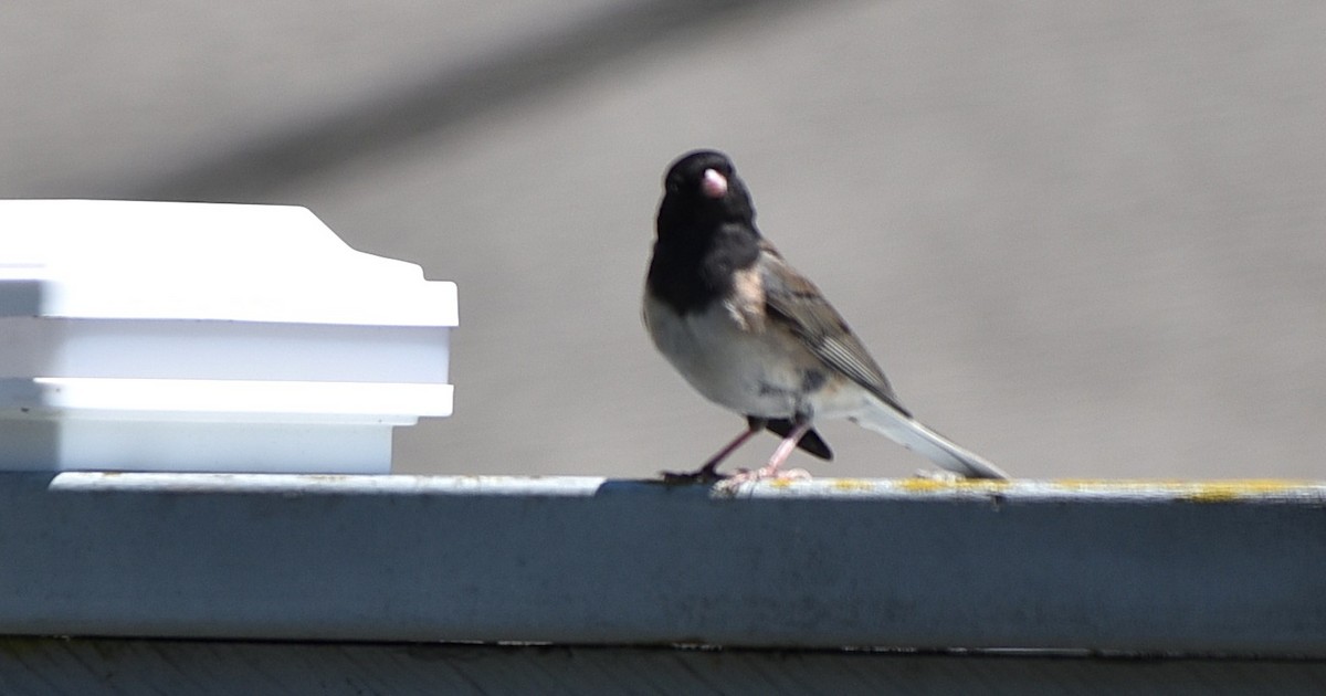 Dark-eyed Junco - ML638737175