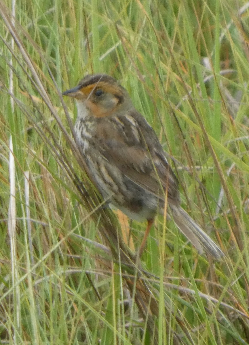 Saltmarsh Sparrow - ML638737176