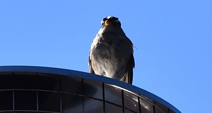 White-crowned Sparrow - ML638737178