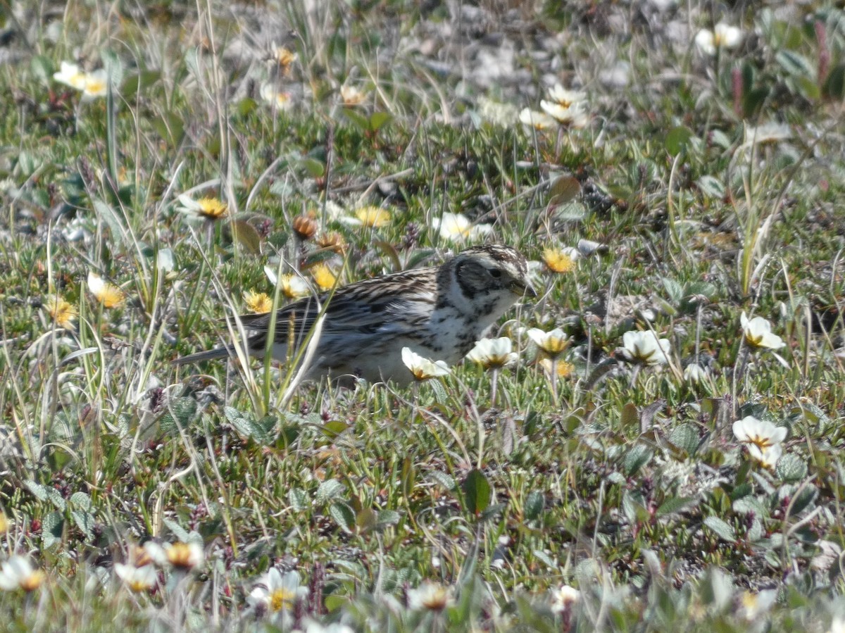 Lapland Longspur - ML638737179