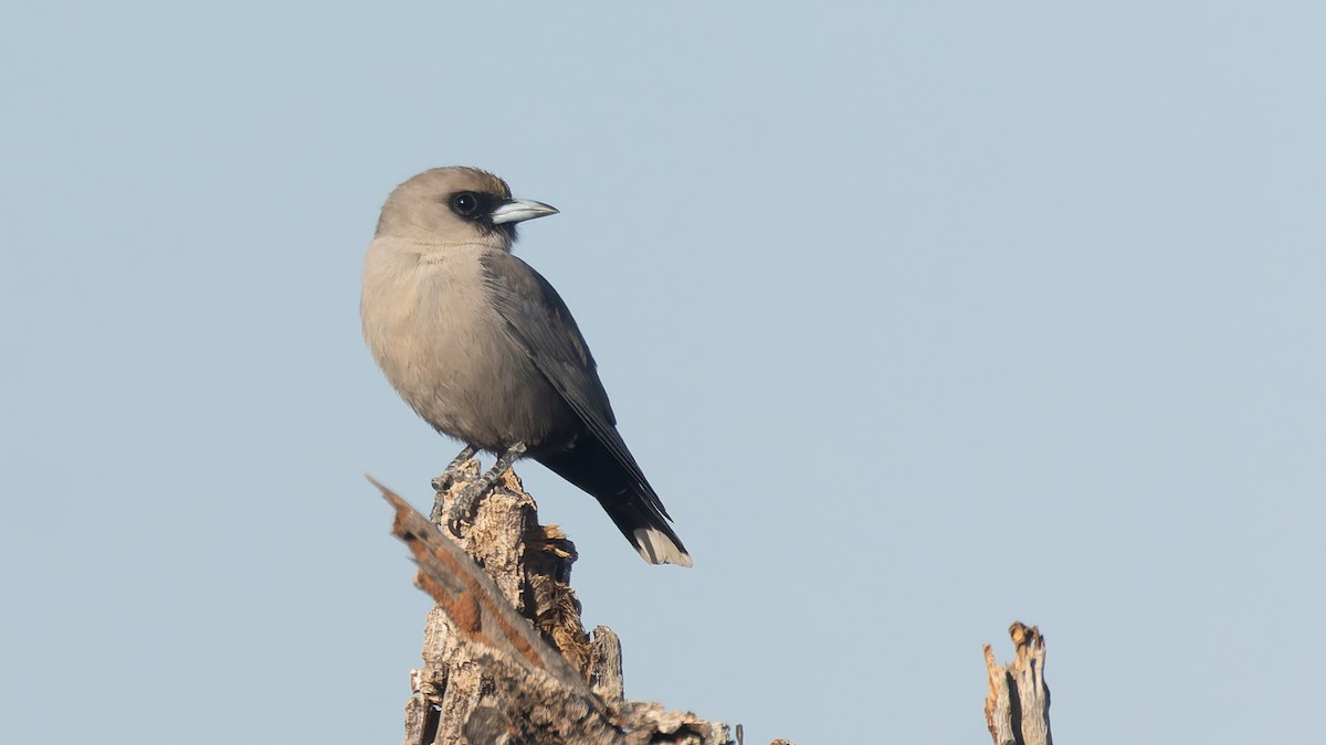 Black-faced Woodswallow - ML638737181
