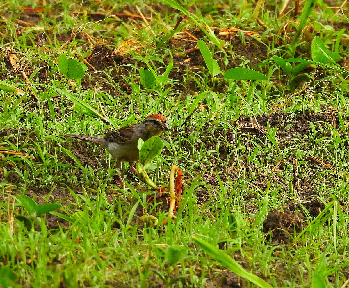 Chipping Sparrow - ML638737206