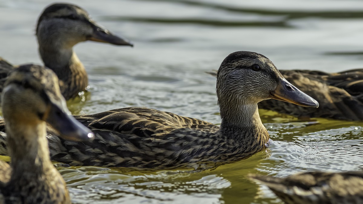 Stockente - ML638737292
