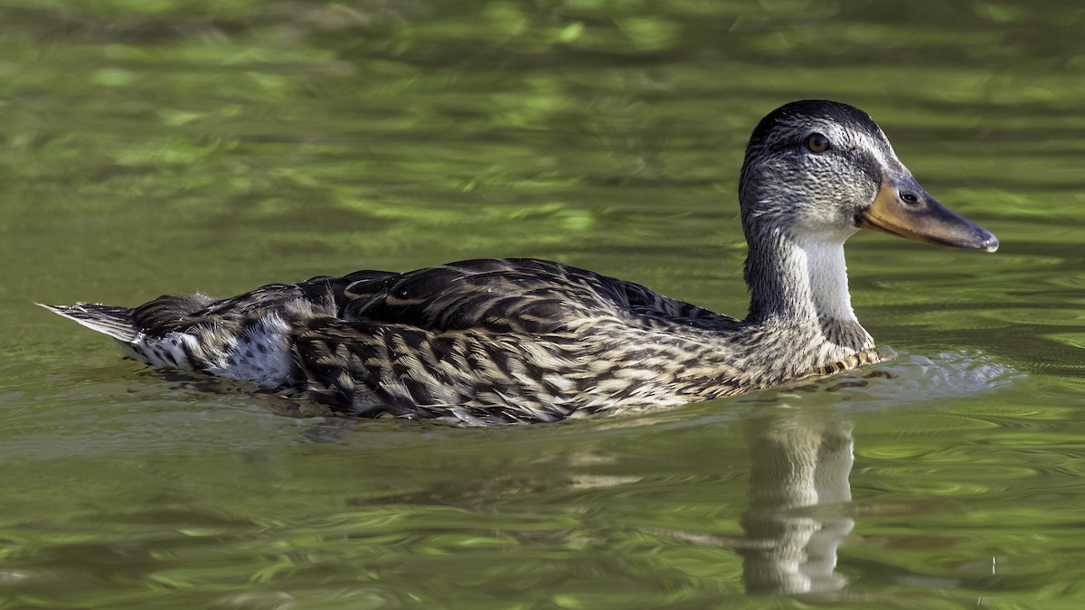 Stockente - ML638737296