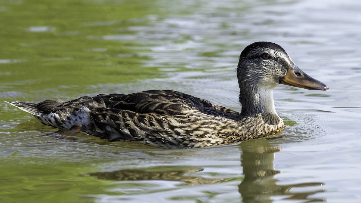 Stockente - ML638737297