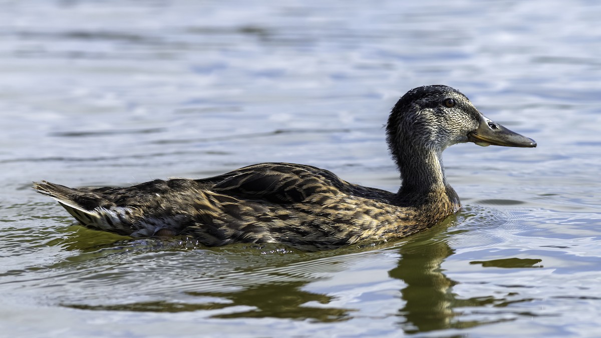 Stockente - ML638737302