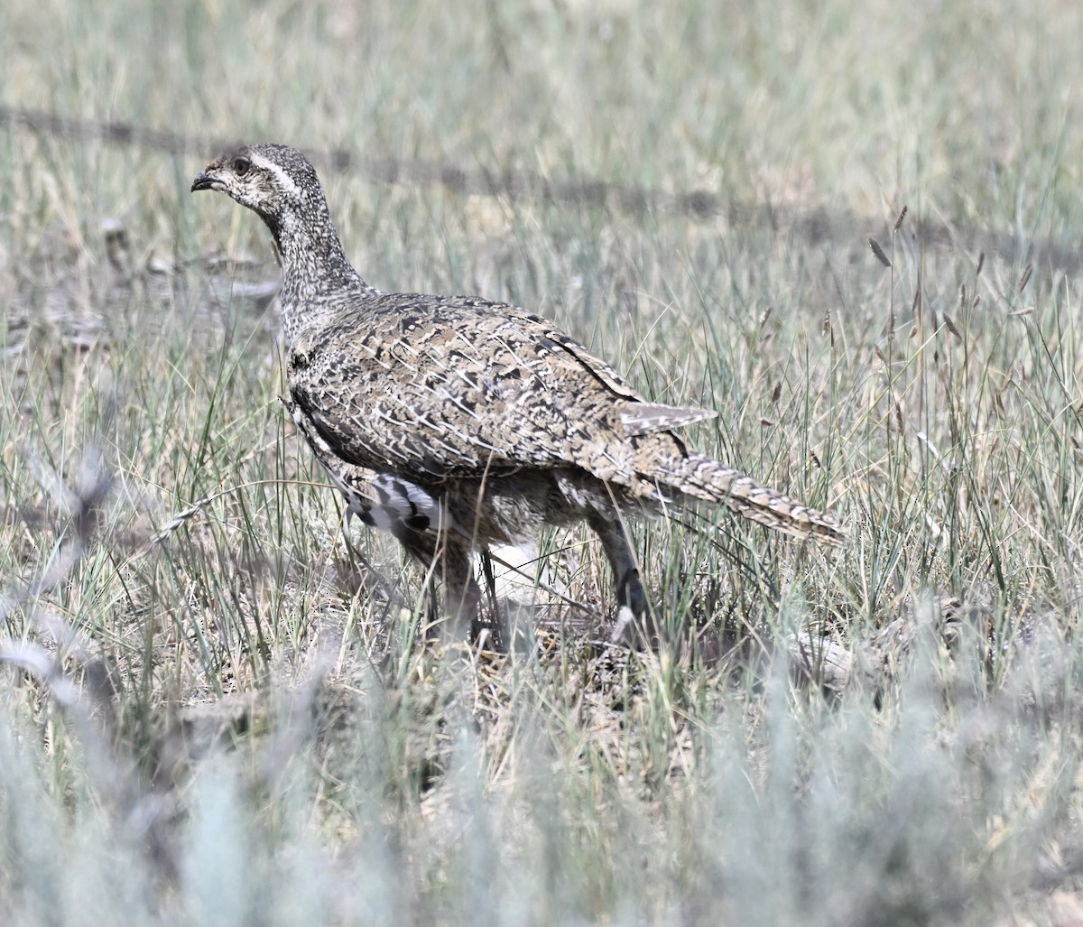Greater Sage-Grouse - ML638737308