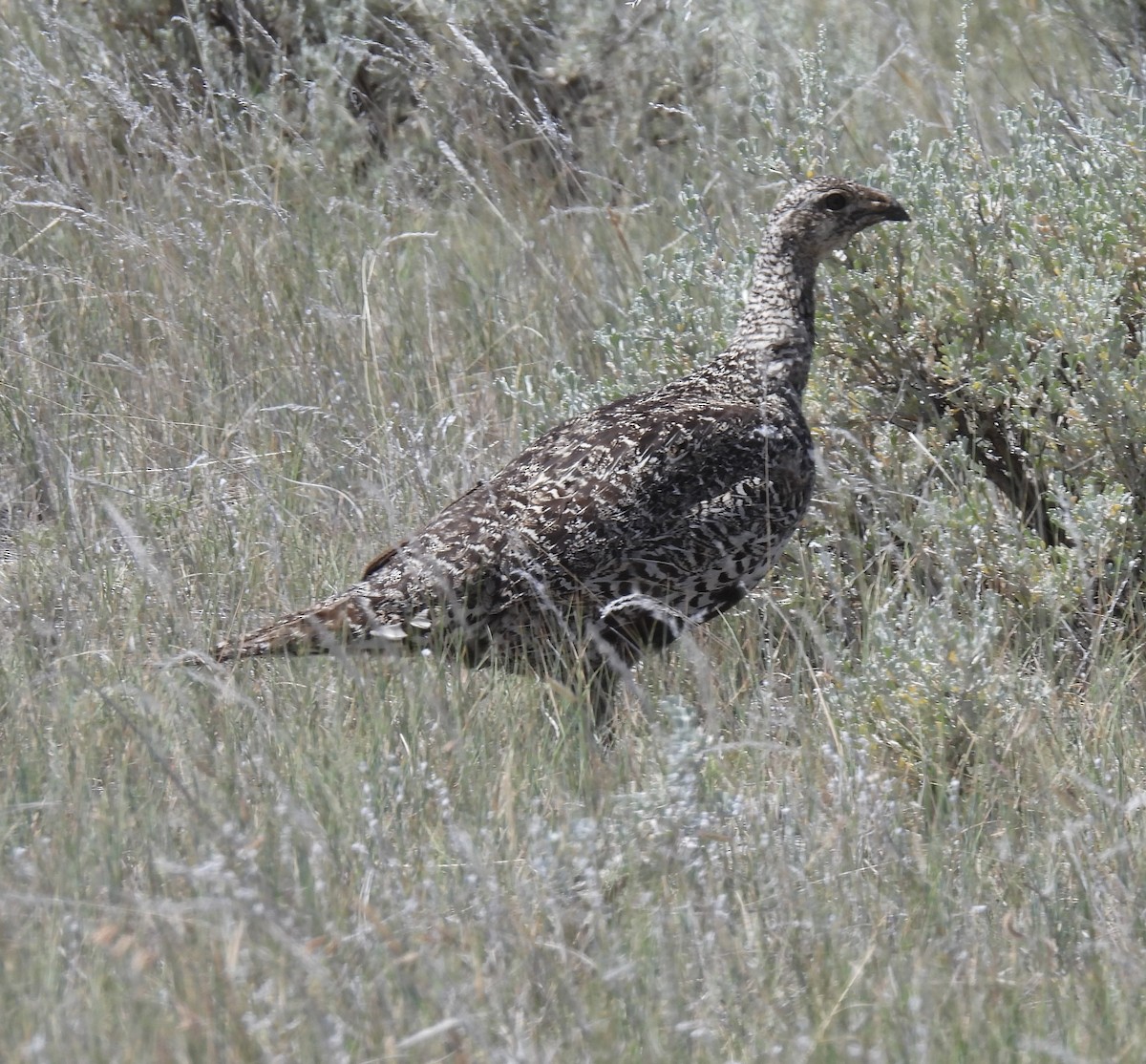Greater Sage-Grouse - ML638737310