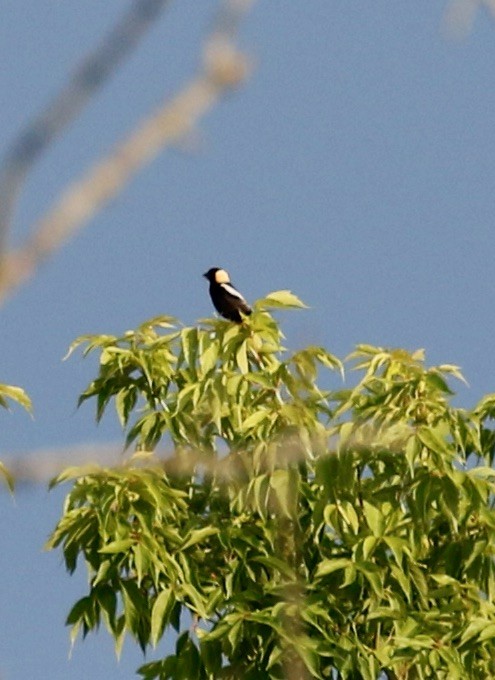 bobolink - ML638737321