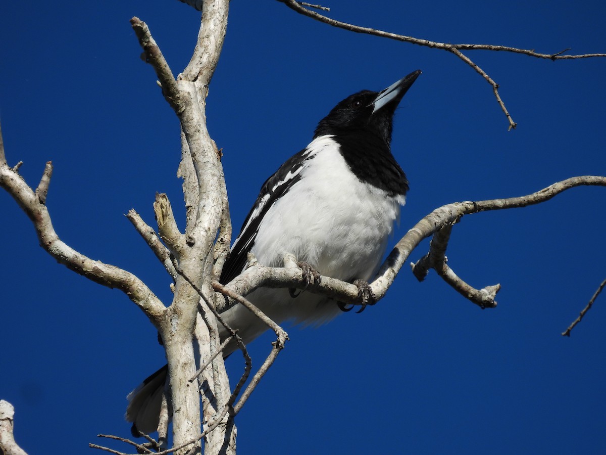 Pied Butcherbird - ML638737339