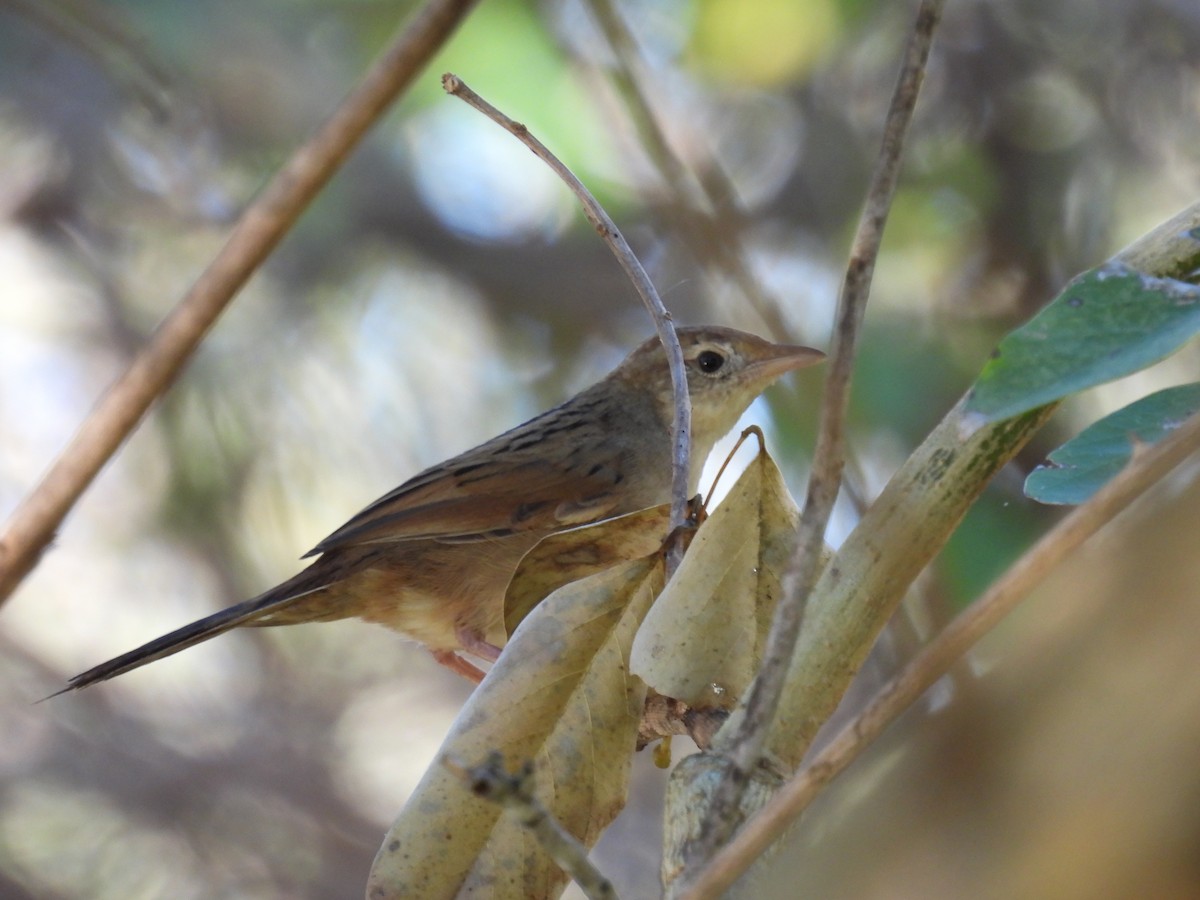 Tawny Grassbird - ML638737347