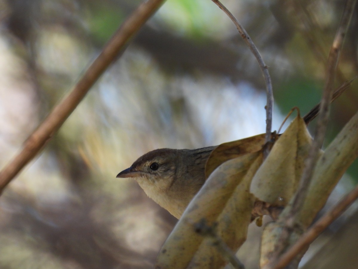 Tawny Grassbird - ML638737348