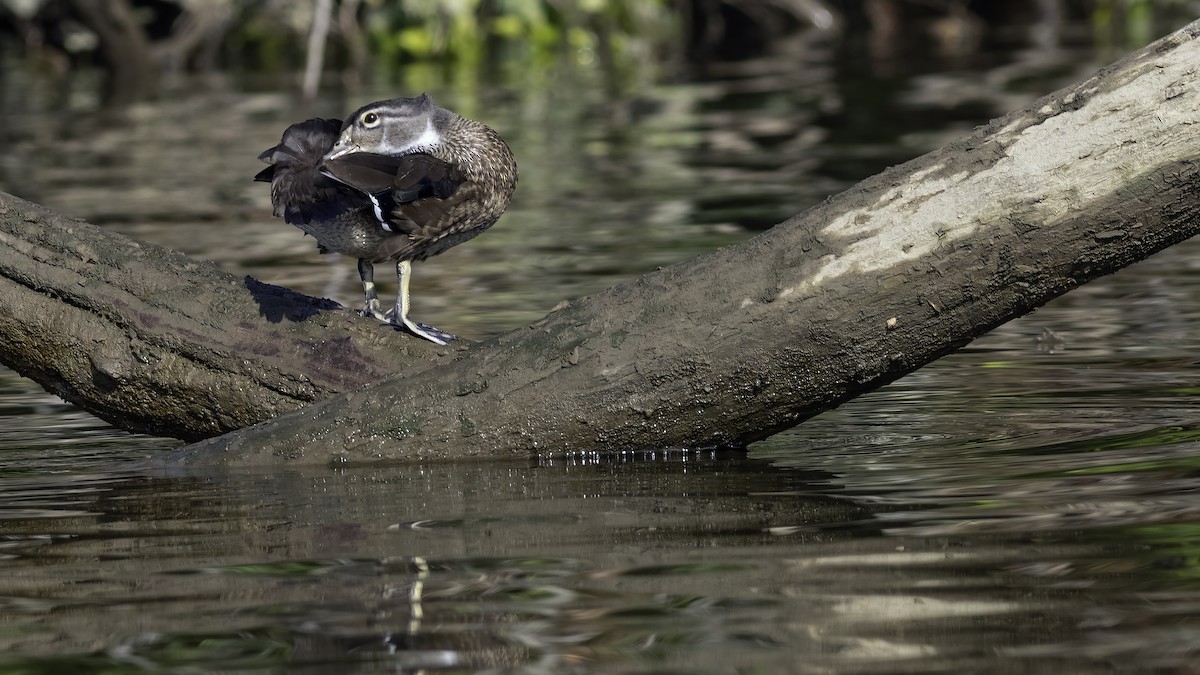 Wood Duck - ML638737355