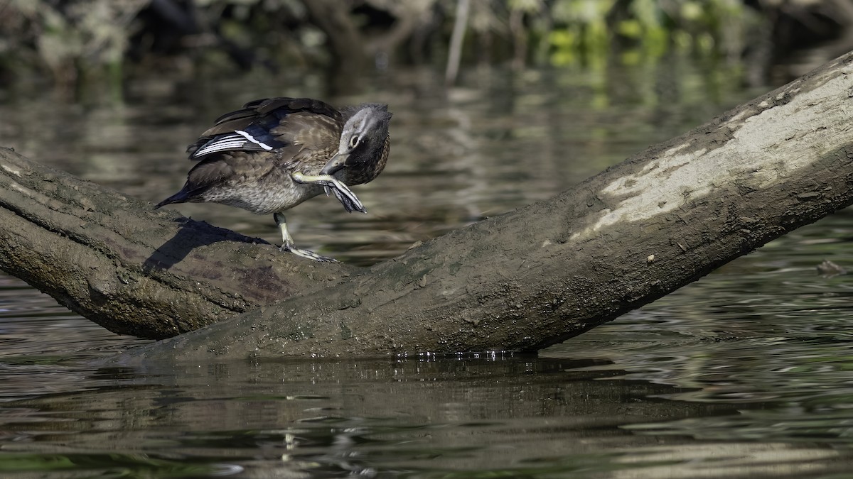 Wood Duck - ML638737358