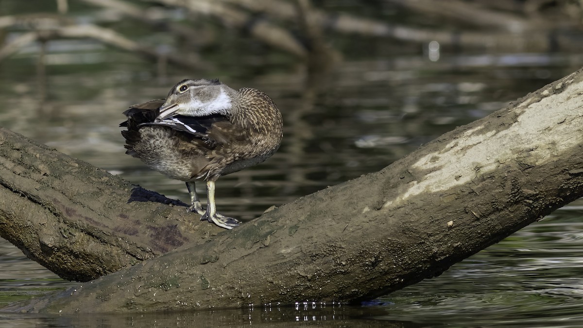 Wood Duck - ML638737361