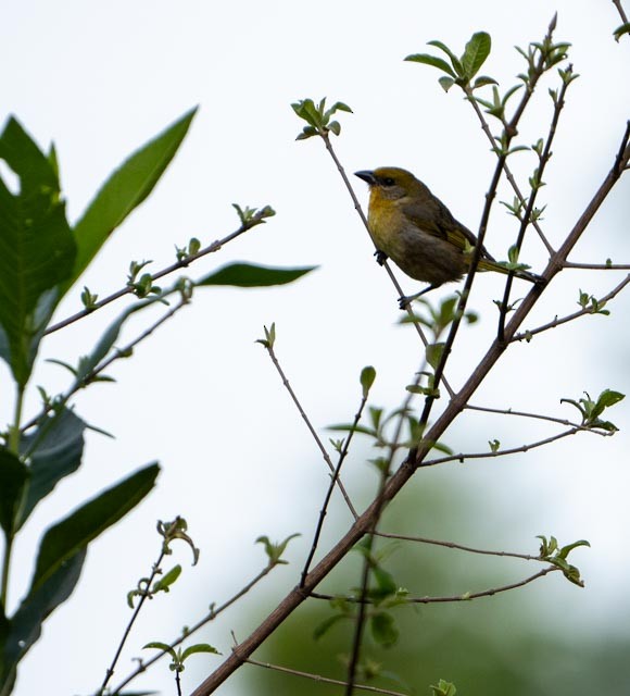 Hepatic Tanager - ML638737368