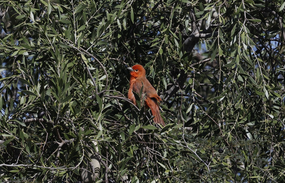 Hepatic Tanager - ML638737373