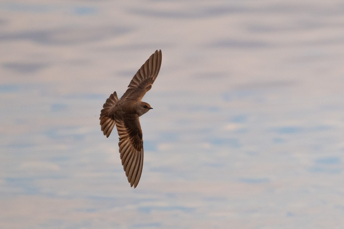 Northern Rough-winged Swallow - ML638737386