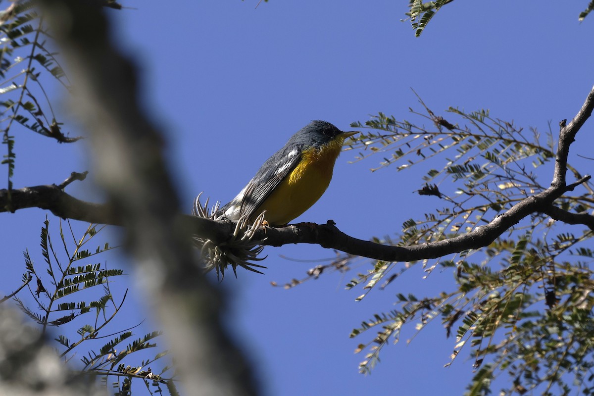 Tropical Parula - ML638737390
