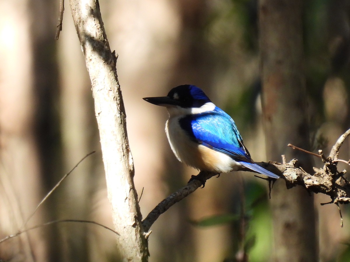 Forest Kingfisher - ML638737391