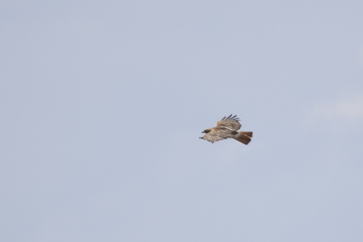 Red-tailed Hawk - ML638737407