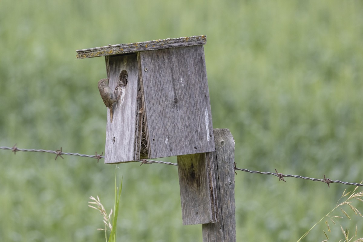Northern House Wren - ML638737416