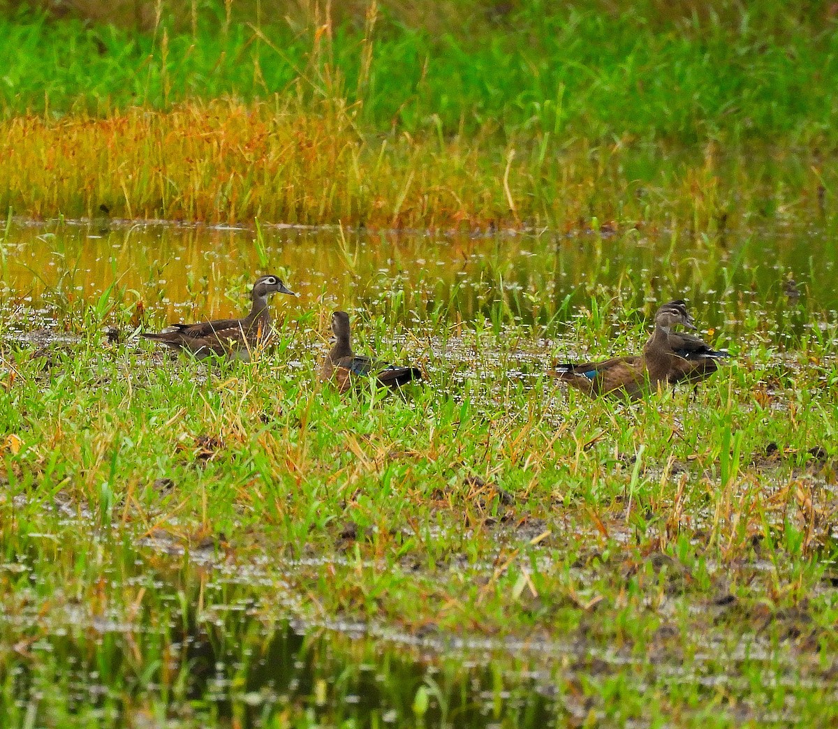 Wood Duck - ML638737427