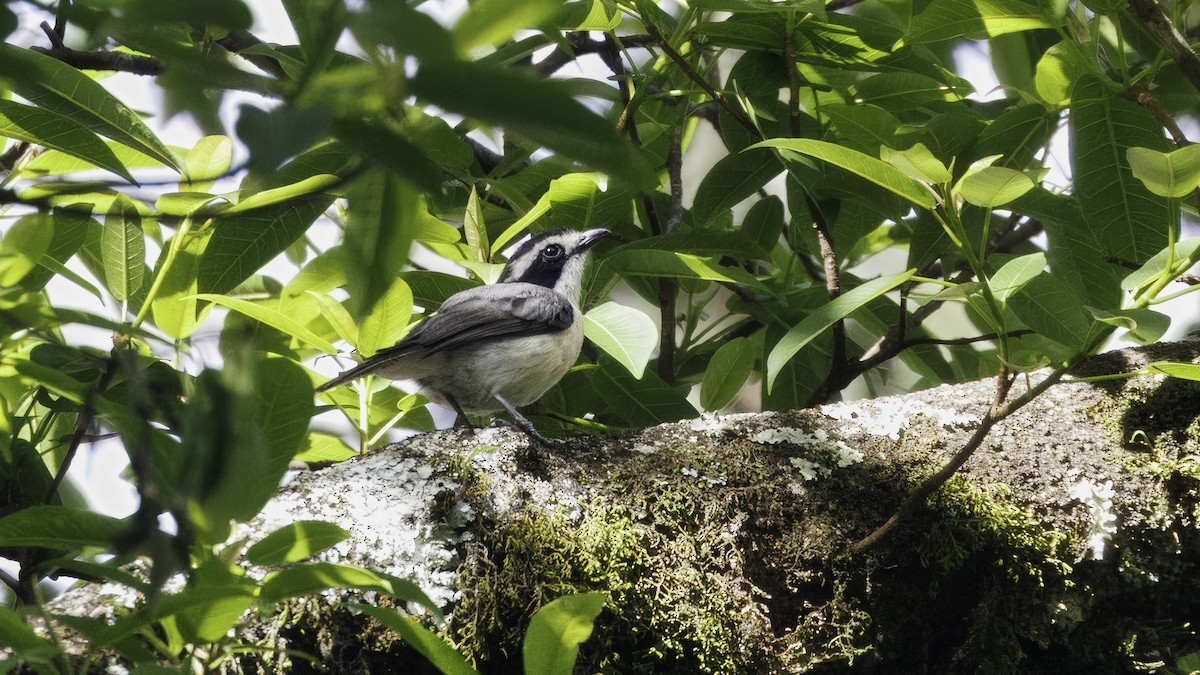 Gray-green Bushshrike - ML638737464