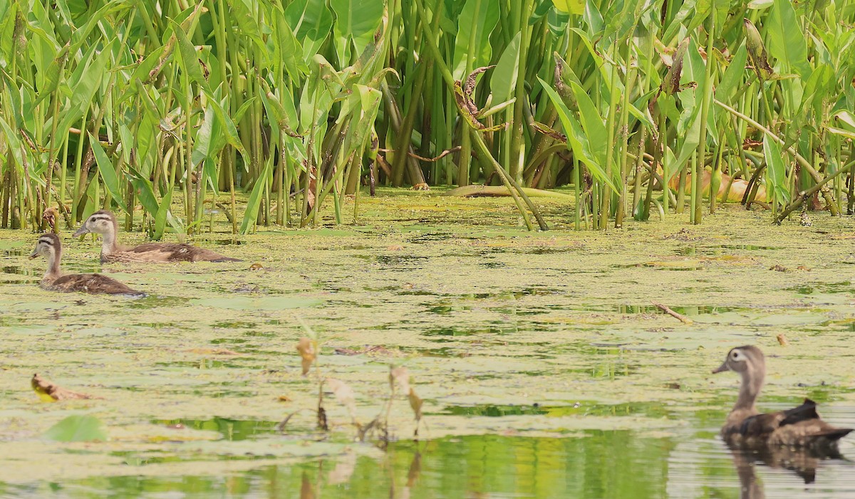 Wood Duck - ML638737465